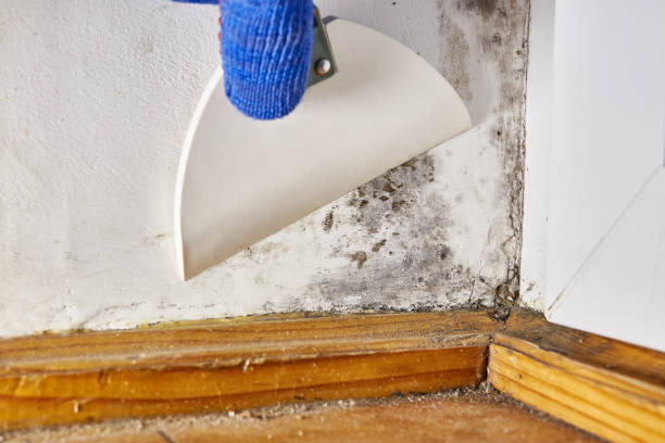Best Residential Mold Inspection & Testing  in Bonanza, GA